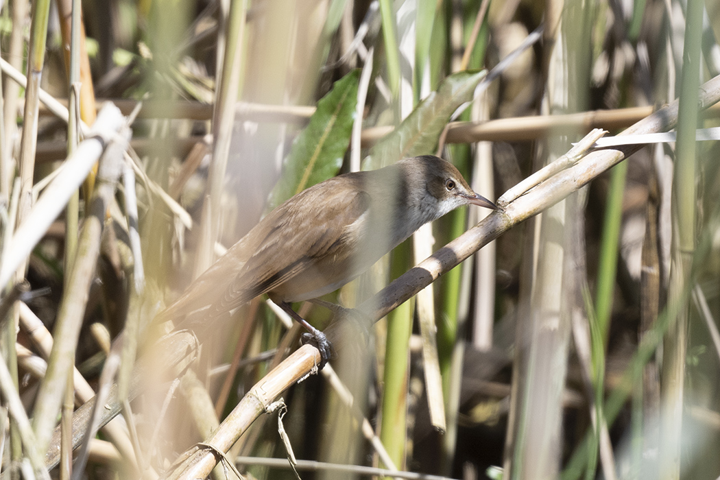 Great Reed Warbler